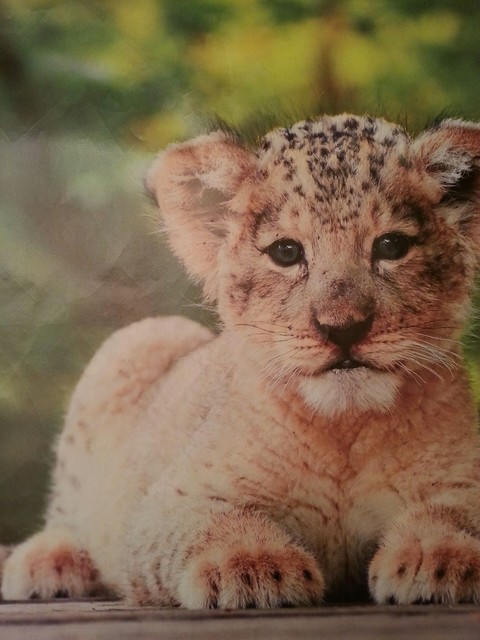 Baby Leopard (I think)