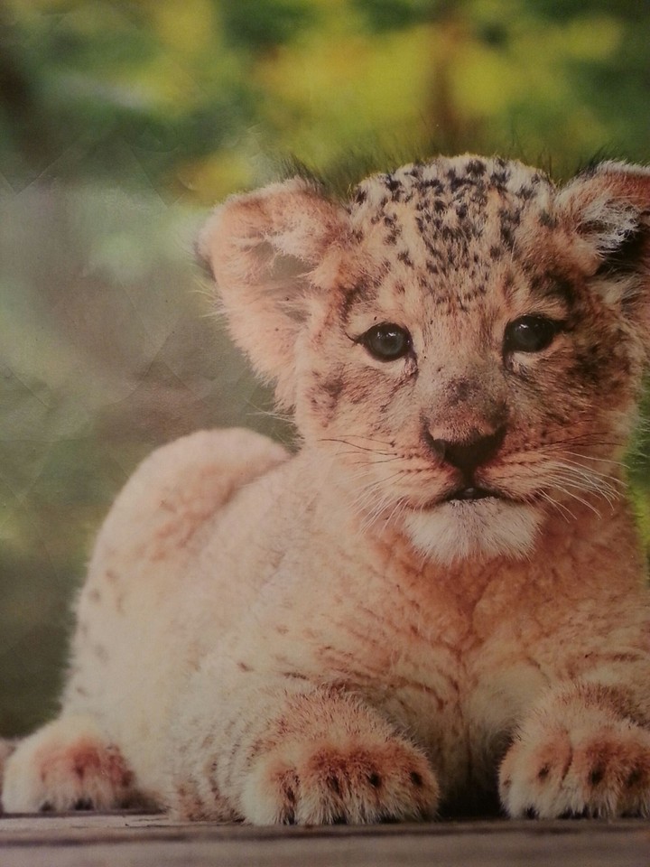 Baby Leopard (I think) 