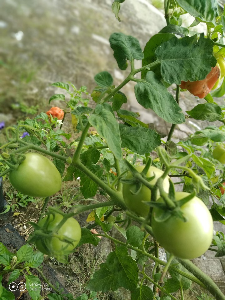 "Apple tomatoes"