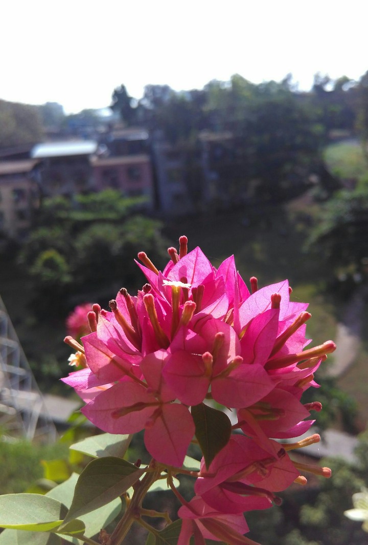 beautiful flowers