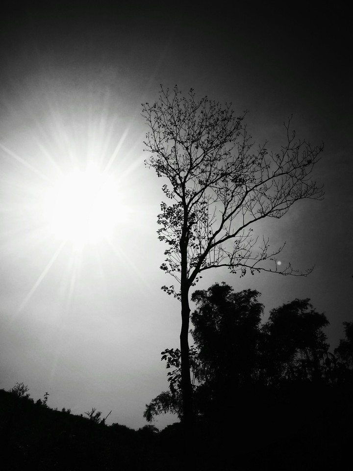 tree