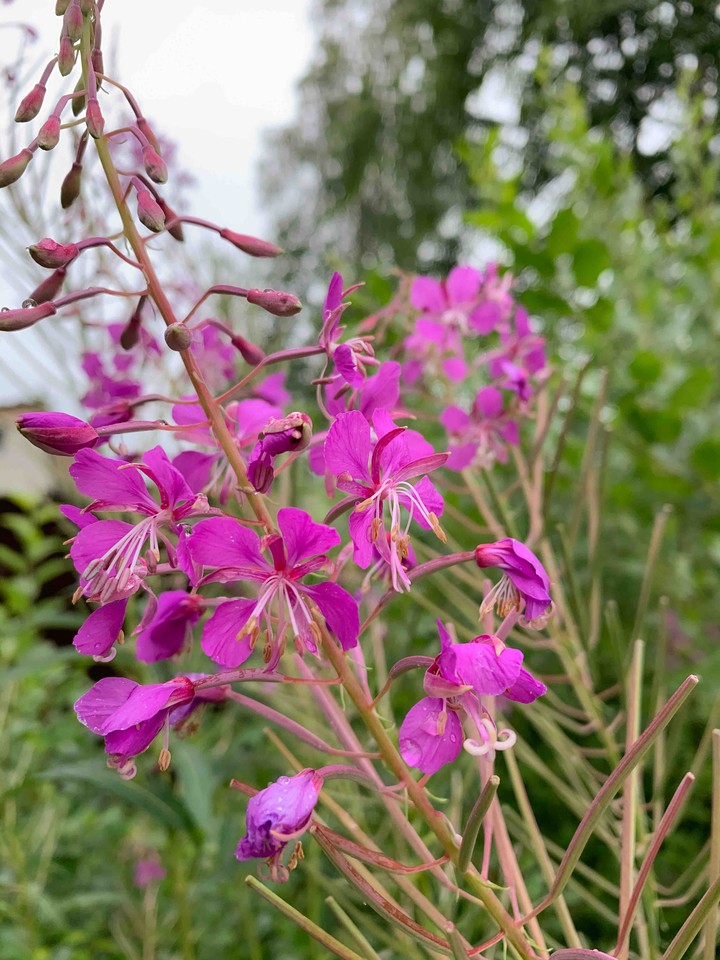 flower