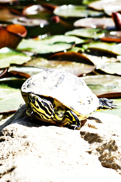tapety reptile, turtle