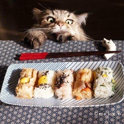 тапети felidae, Sushi