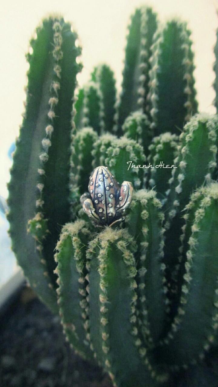 My cactus