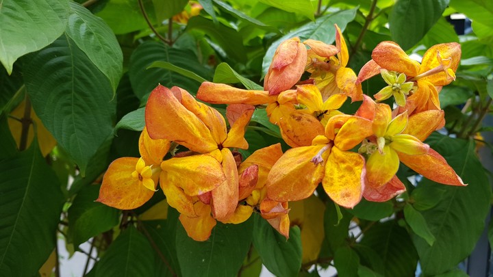 Orange flower