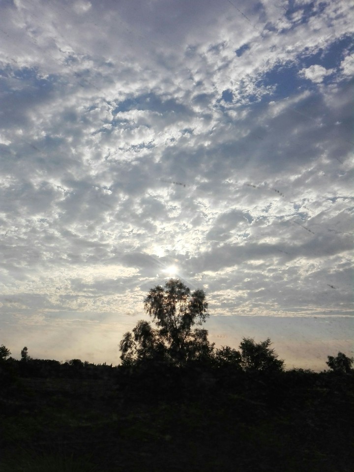 HDR tree