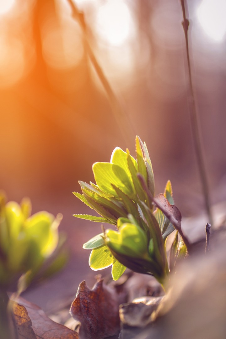 Sunlight of spring