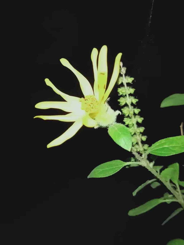 flower with an night Beaty