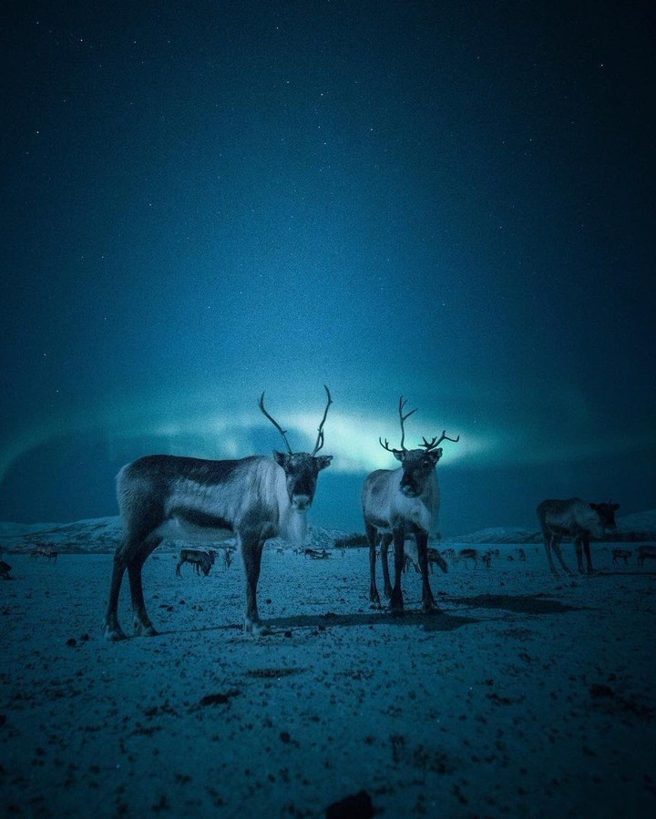 Northern Lights