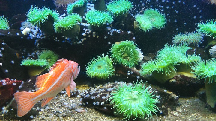 St-Malo grand aquarium