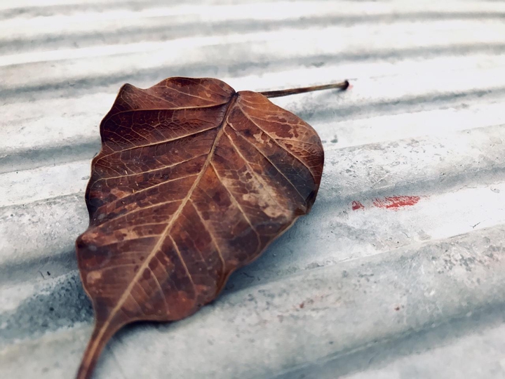 nature