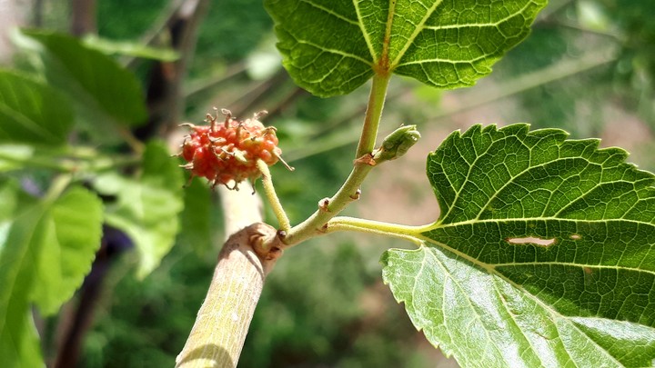 berries