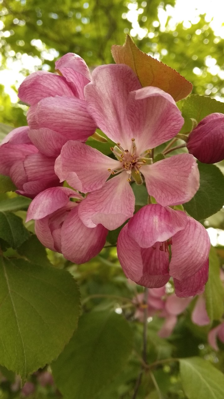 spring