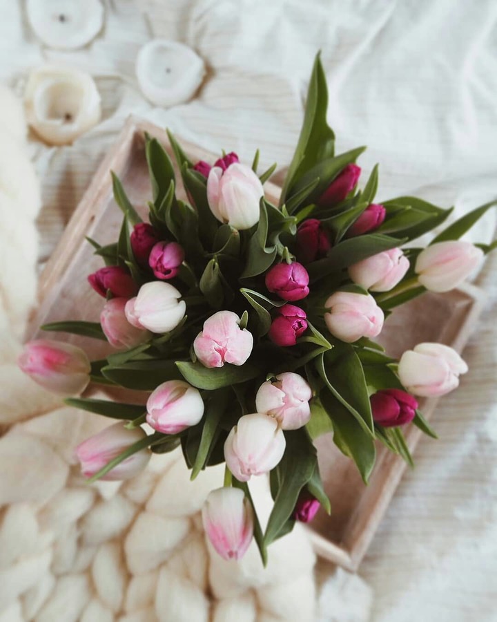 Tulips ❤