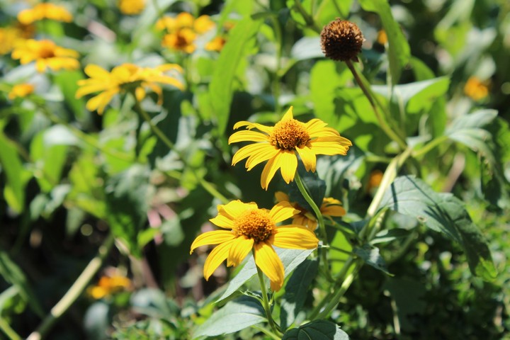 Flowerpower