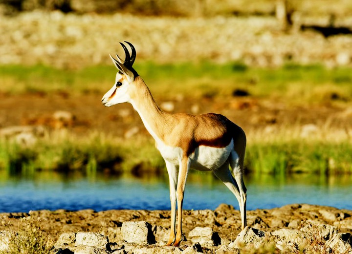 deer