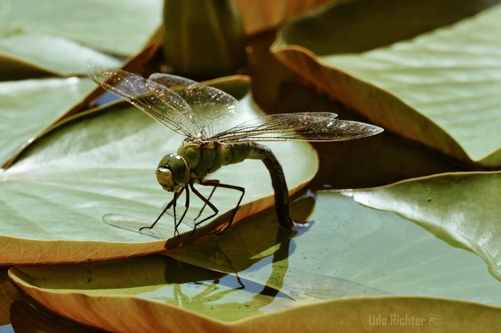 Libelle