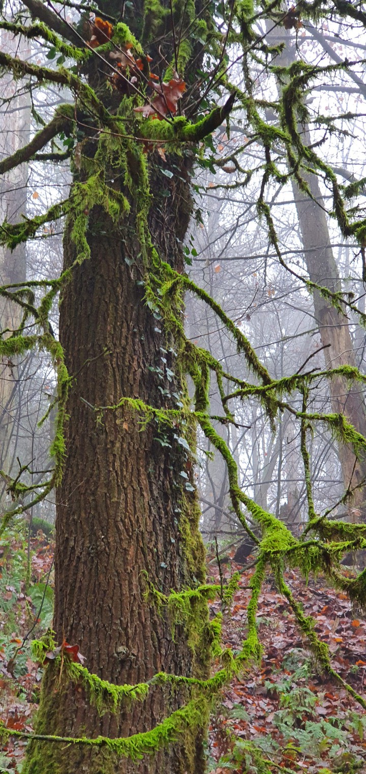 Waldkunst