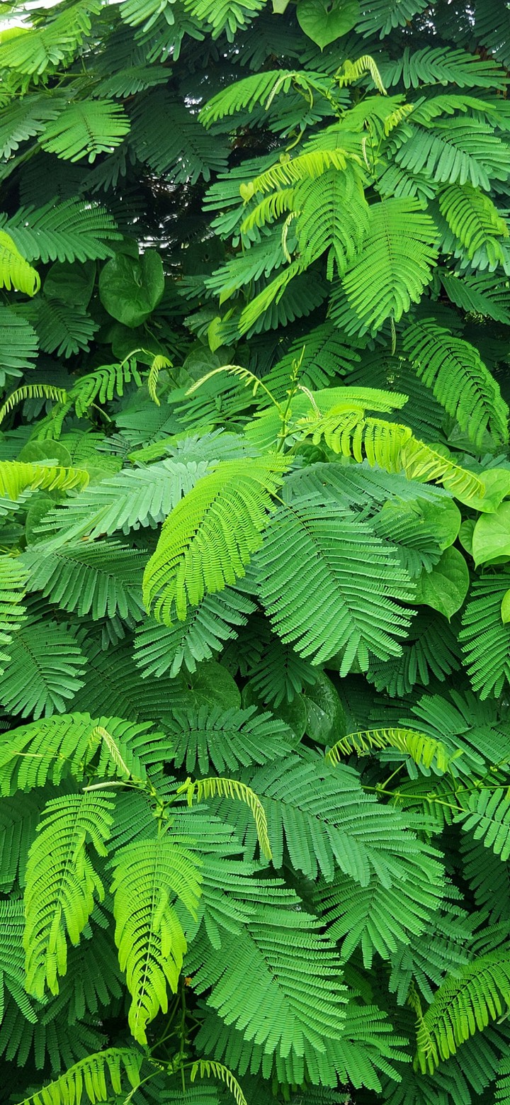 Nature......