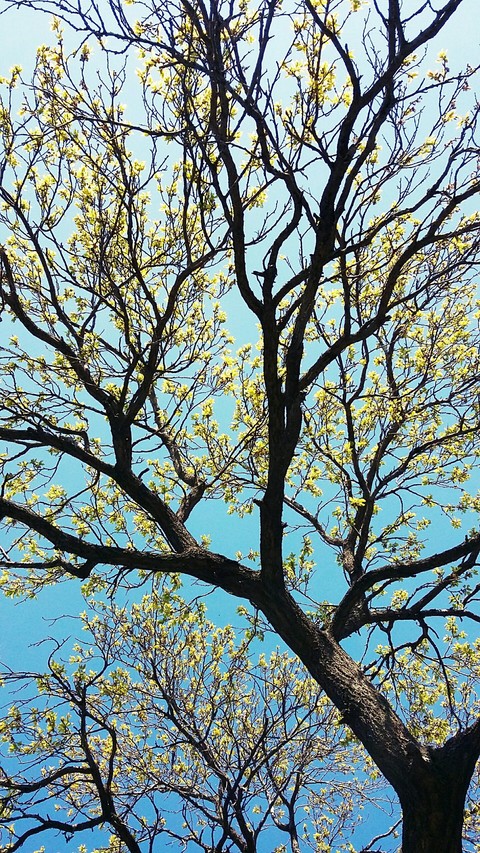 Spring