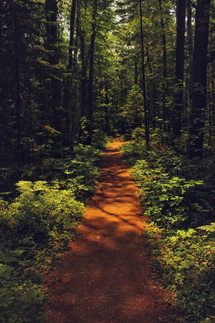 in the wood