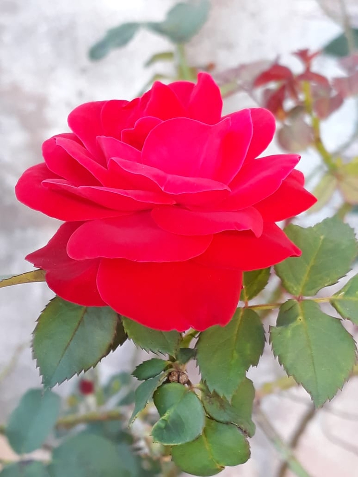 Delicat rose❤