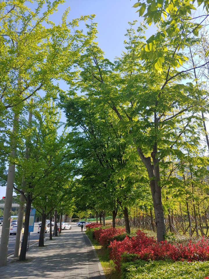 가로수1