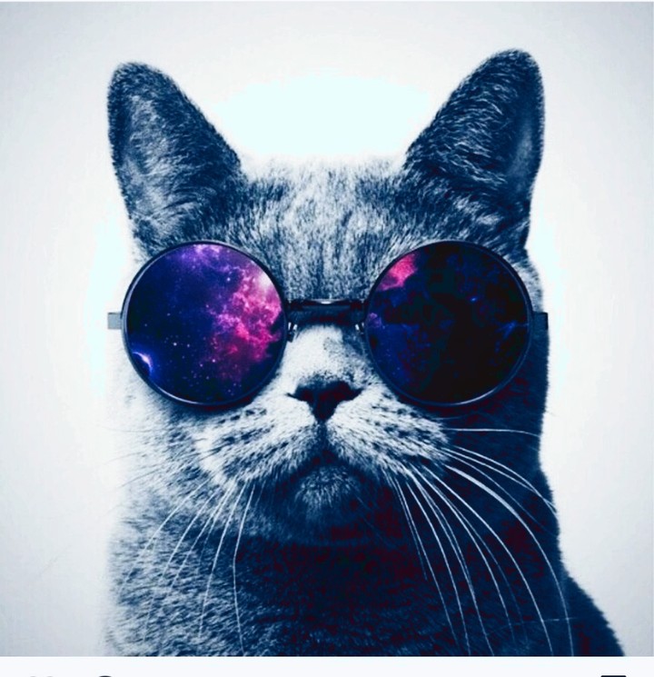 kedi