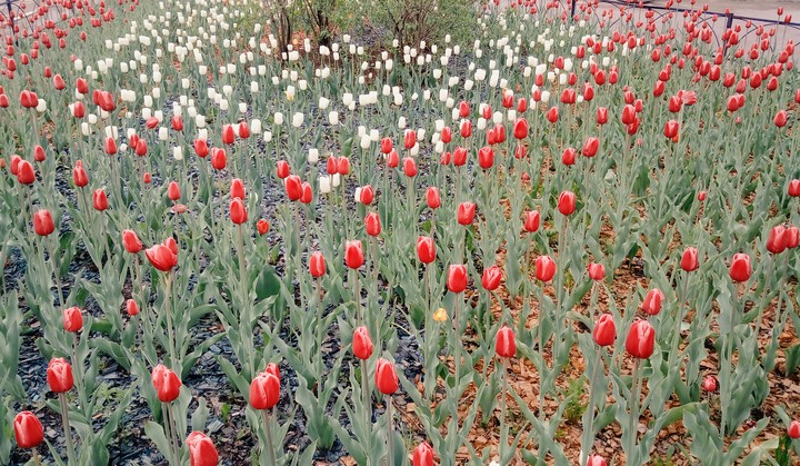 Tulips