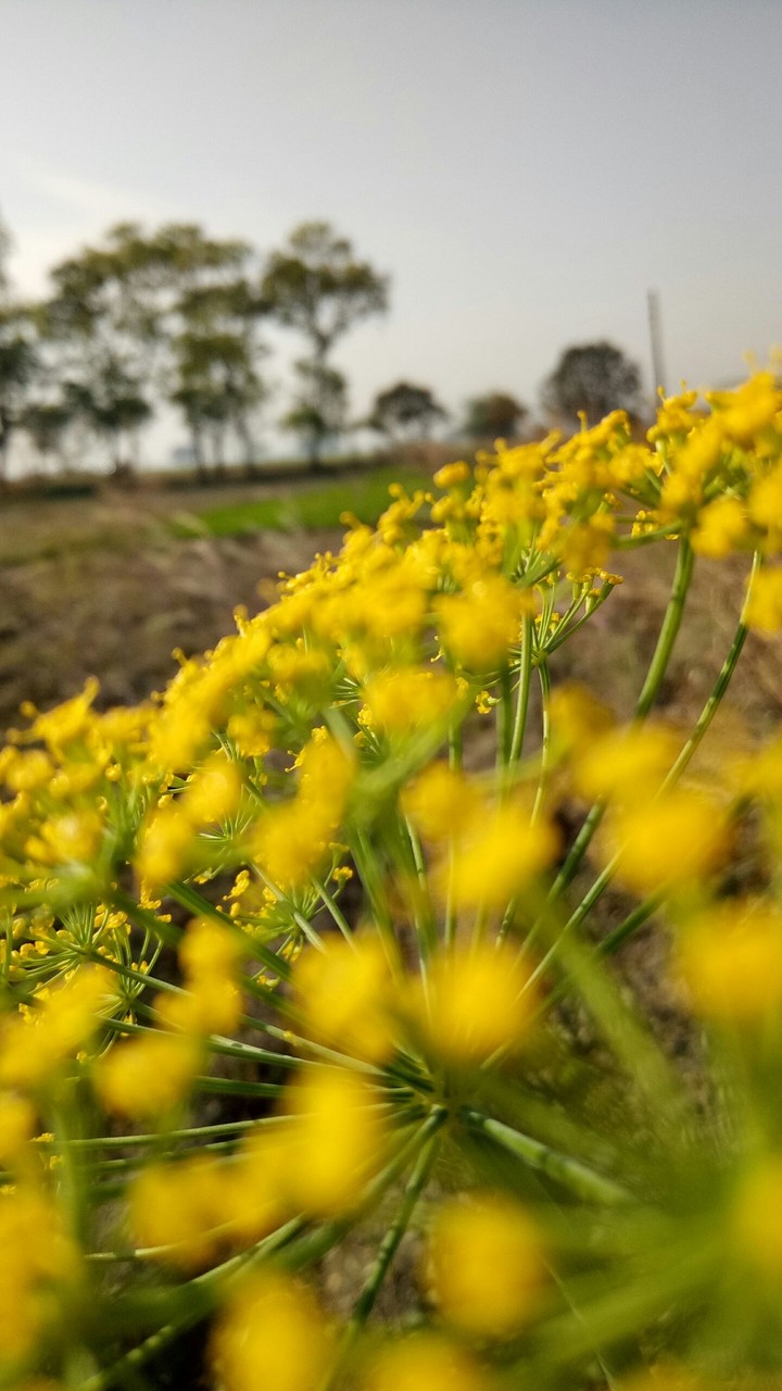 mustard