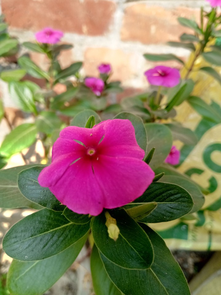 Periwinkle