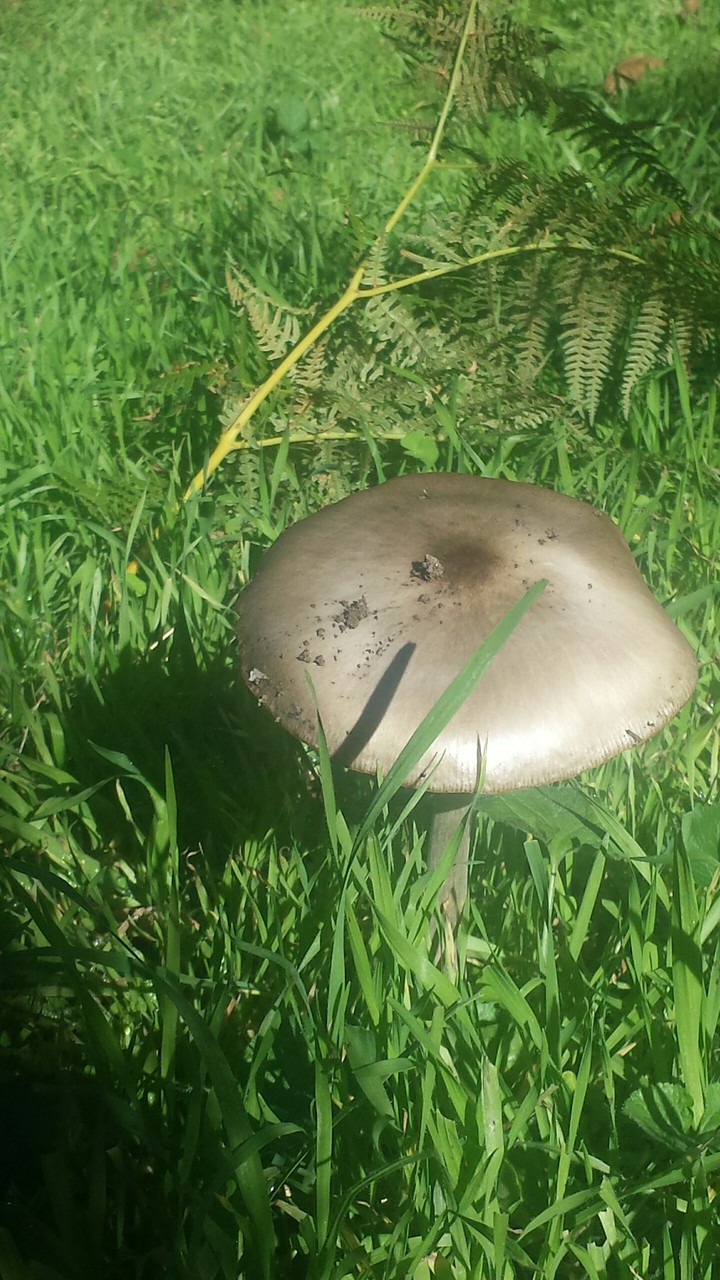 Mushroom
