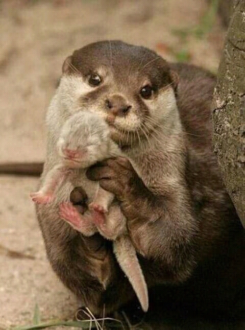 A Mother and Your Puppy