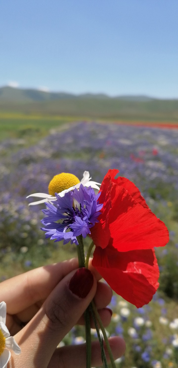 flowers