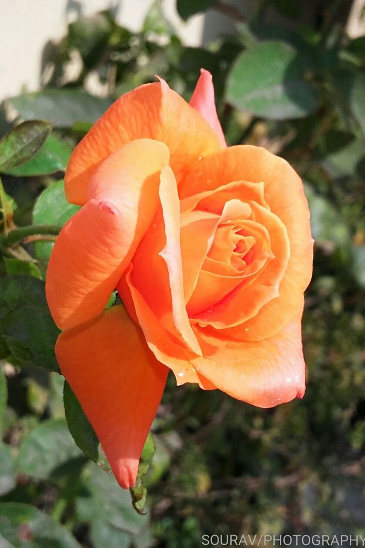 rose