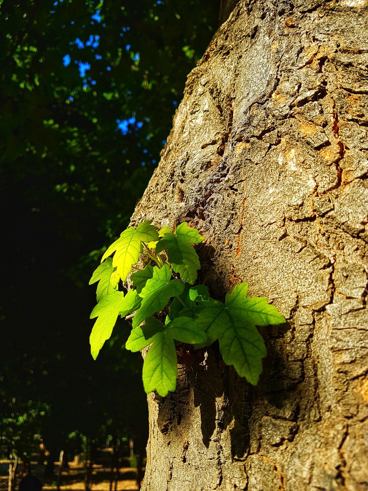 green