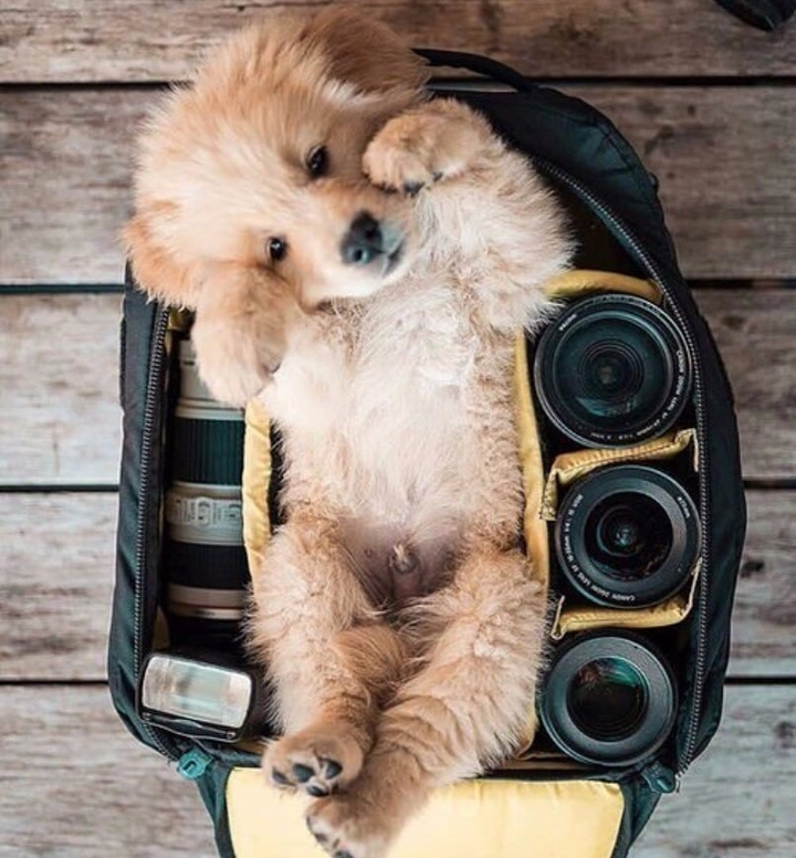 Dog love