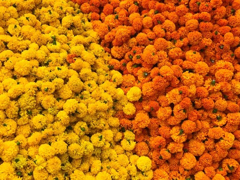sfondi tagetes, groundcover