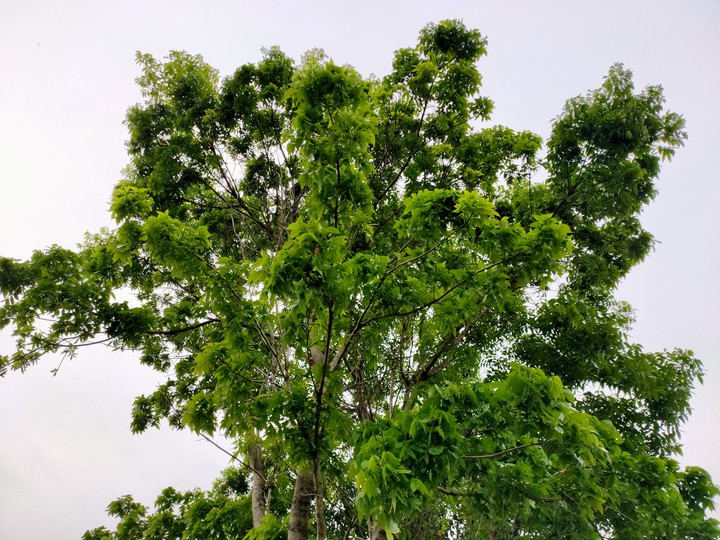 tree