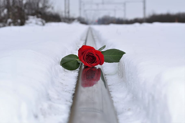 •♡ THE SNOW ROSE ♡•