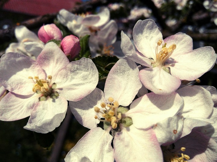 Bloom