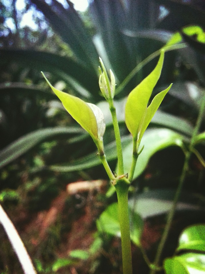 green love