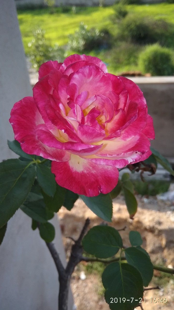 flower