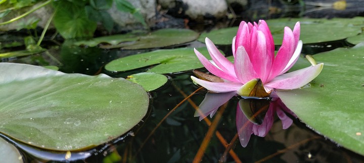 waterlily