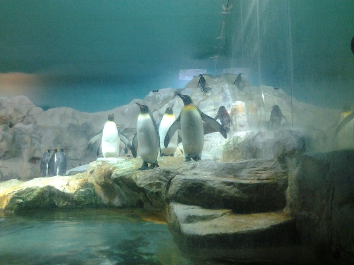 Singapore Birds Park