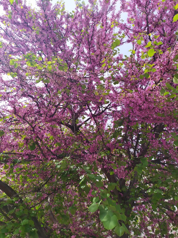 {Almond Tree}