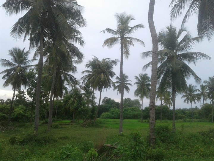 coconut