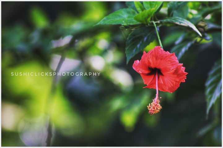 sushiclicksphotography