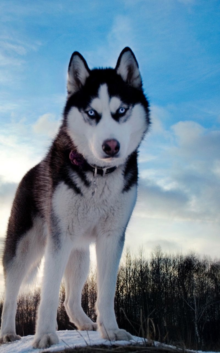 husky Wolfdog dog